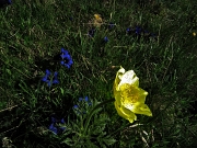 13 giallo e blu su sfondo verde !